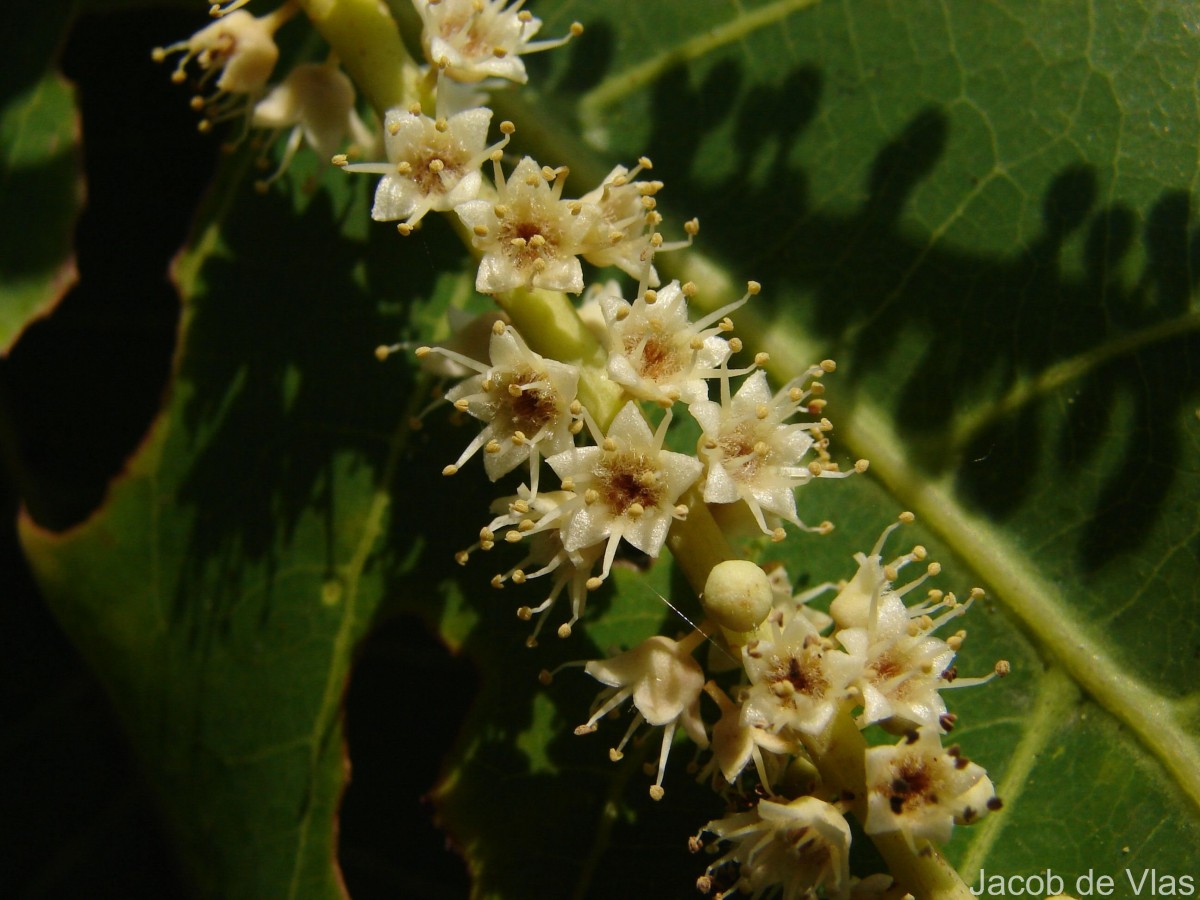 Terminalia catappa L.